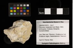 Foto (Objekt + Etiketten) von Pithonoton marginatum (von Meyer, 1842) (NHMW-GEO-1990-0041-0019)